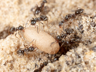 Ants and formic eggs in nature