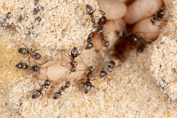 Ants and formic eggs in nature