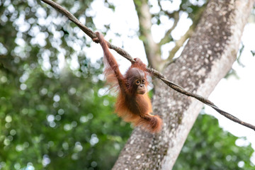 Portrait of a cute baby orangutan fooling around in the greenery of a rainforest. Singapore © Kertu