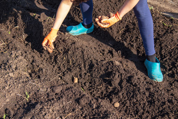 A woman planting potatoes in the garden