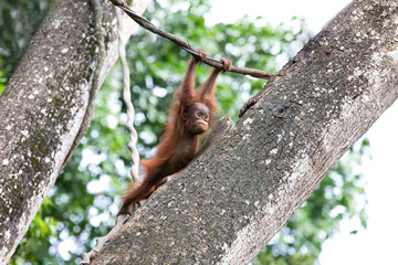 Portrait of a cute baby orangutan fooling around in the greenery of a rainforest. Singapore