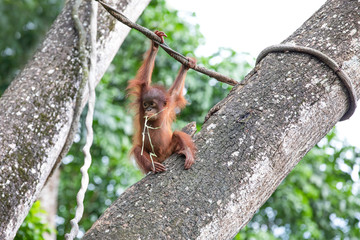 Portrait of a cute baby orangutan fooling around in the greenery of a rainforest. Singapore