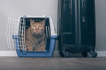 Traveling with a cat - Ginger cat in a  pet carrier next to a suitcase.