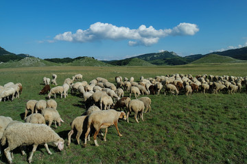 Obraz premium flock of sheep grazing in a meadow