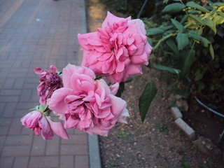 Beautiful flower