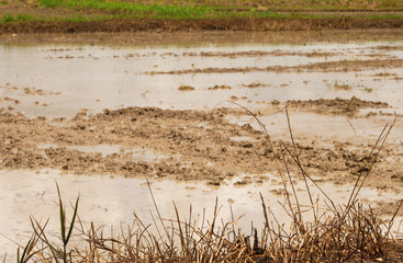 Dry grass burns on the edge of the field