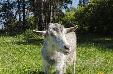light goat with horns on the pasture