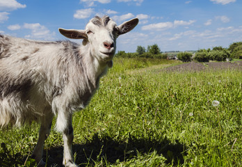 light goat with horns on the pasture
