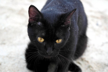 Fototapeta premium Cat