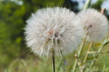 White fluffy dandelion