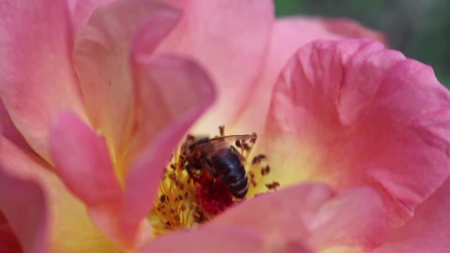 Bee in the flower trying to get as much polen as they can for the honey. This shot was taken in my small village in Serbia.