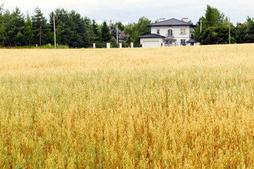 field with a mature oat