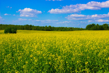Obraz premium rapeseed field