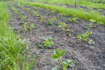 Fototapeta na wymiar Garden strawberry, kitchen-garden