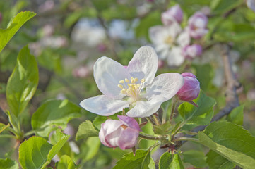 apple flower on garden background, green fresh leaves, springtime, landscape design 