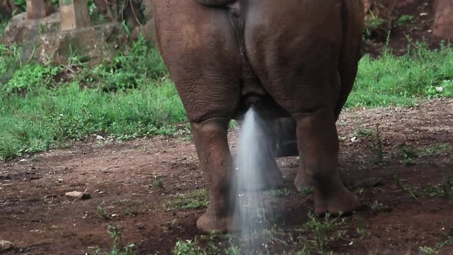 a big rhino peeing