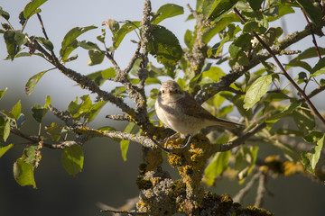 A red-backed shrike sits on a branch