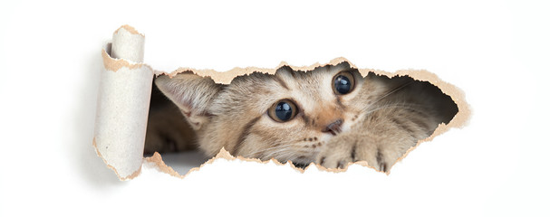 Britische Katze, die isoliert durch Loch im Papier schaut