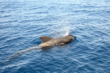 Fototapeta premium Pilot Whale