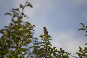 A red-backed shrike sits on a branch