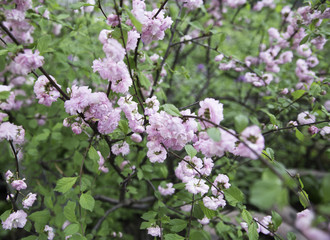 Beautiful wild roses in a summer garden. Wallpaper or background