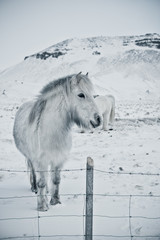 White hors b/w