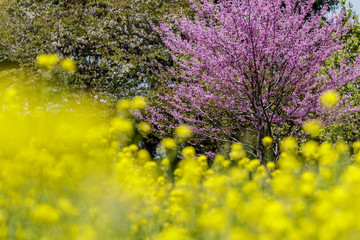桜と菜の花