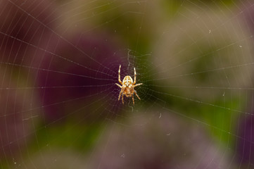 Top view of spider on web with dark garden background. Araneus diadematus, known as the Cross orb weaver spider or European garden spider.