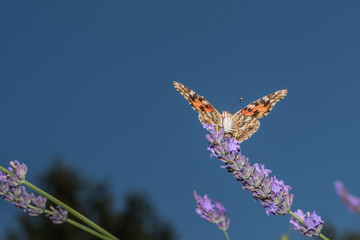 Diestelfalter auf Lavendelblüte