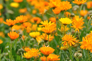 Orange Flowers