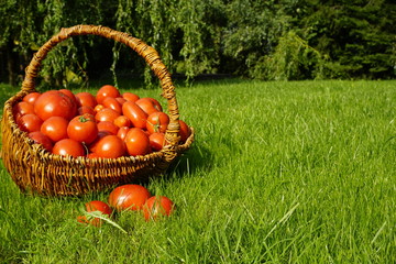 Kosz pełen pomidorów w pełni słońca © Anna