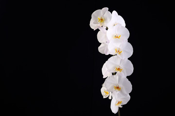 Naklejka na ściany i meble White orchid on a black background