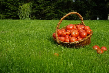 Kosz pełen pomidorów w pełni słońca - obrazy, fototapety, plakaty