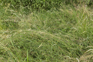A long leaf flatten squashed bushy green grass - close up background