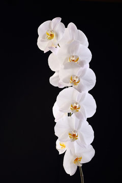 Fototapeta White orchid on a black background