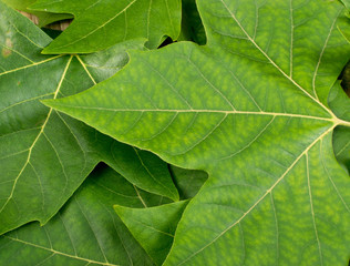 Green Lush Natural Background of Tree Leaves