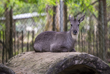 goral on the zoo