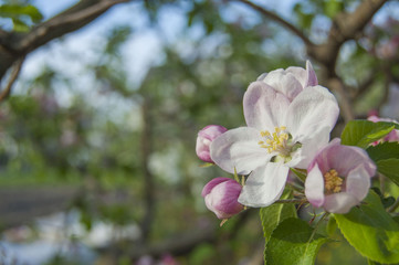 Obraz na płótnie Canvas apple flower on garden background, green fresh leaves, springtime, landscape design 