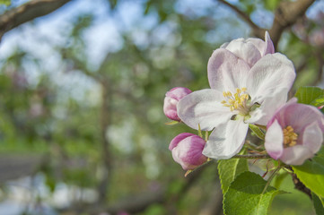 apple flower on garden background, green fresh leaves, springtime, landscape design 