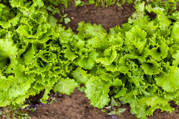 Lettuce growing in a home garden
