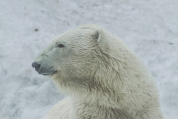 Polar bear portrait (ursus maritimus) 