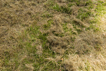Green fresh mown grass covered by dry hay close up