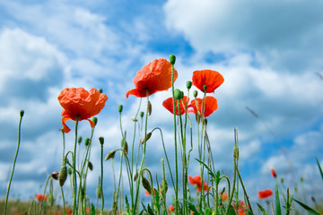 Obraz premium poppy flowers under blue sky and sunlight
