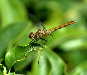 libellula