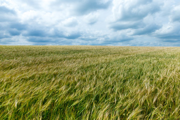 landscape of grass field and green environment concept.