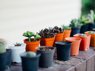 Close up of small growing cactus plants in pots.