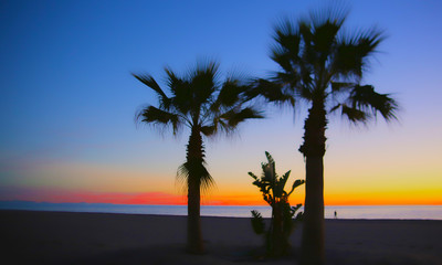 Fototapeta na wymiar palm tree dawn