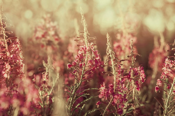 Landscape with blooming wild flowers willow-herb at sunset