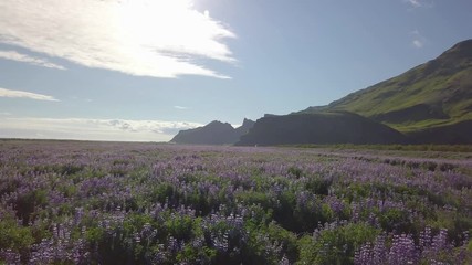 Sunny aerial view of flower field and mountains in the south of Iceland in the summer.