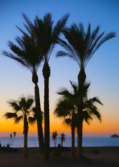 Obraz premium Tropical View